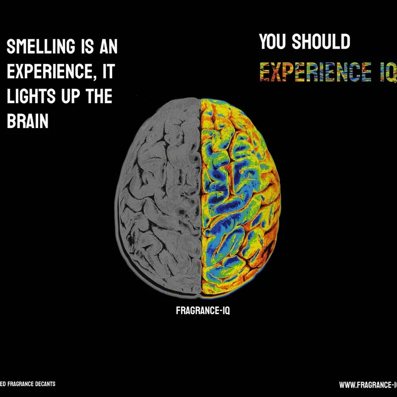 Smelling is an experience, it lights up the brain